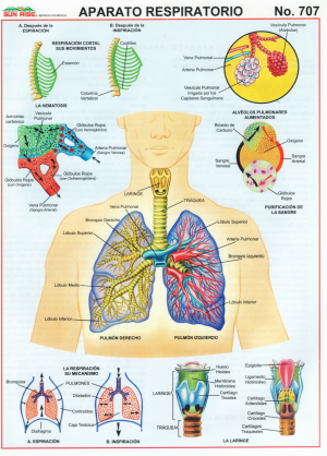 Aparato Respiratorio